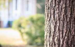 ekspertyza dendrologiczna