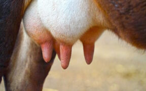 zapalenie wymion u krow co je powoduje