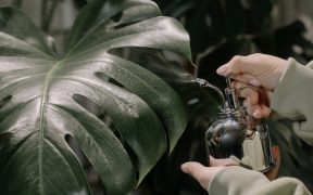 ochrona roslin
