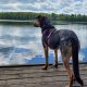 wakacje-z-psem-to-za-malo-sun-snow-ruszyl-z-psia-akademia-dla-opiekunow-i-przyjaciol-czworonogow